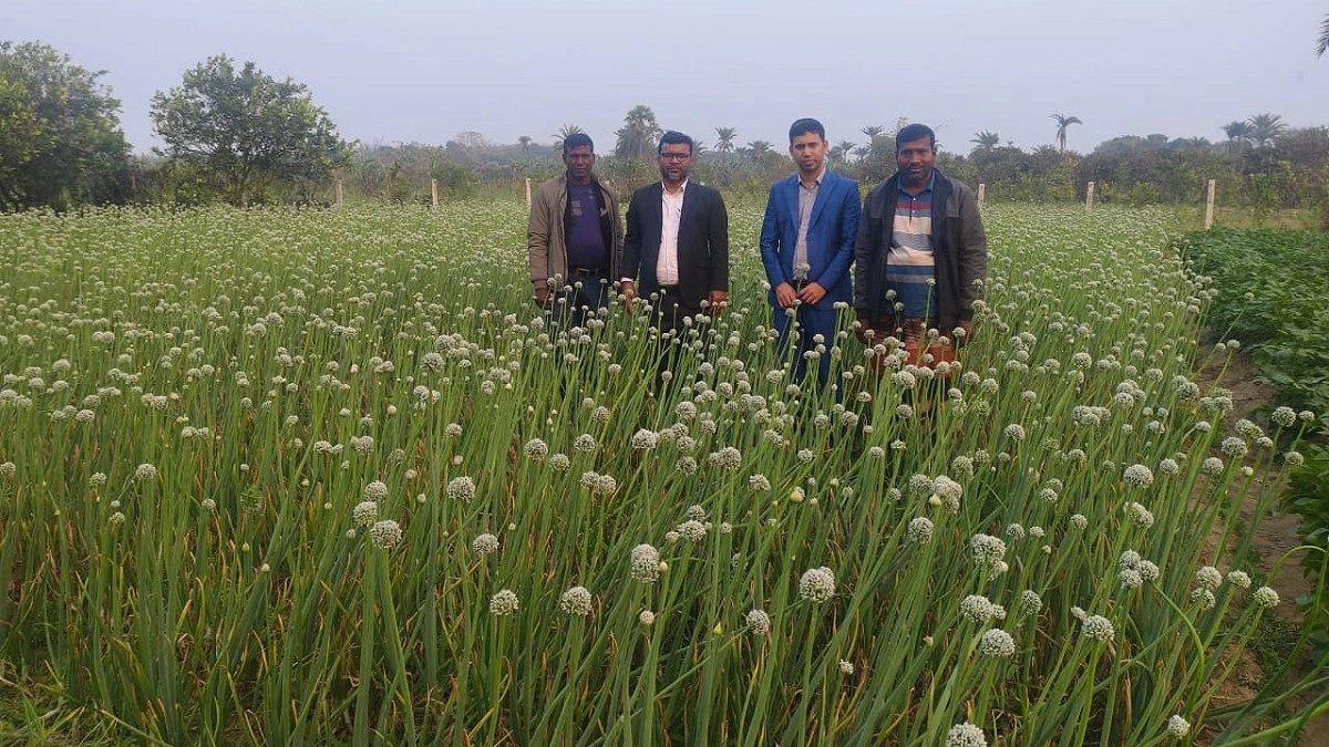 পেঁয়াজ বীজ চাষে সাফল্য, আমদানিনির্ভরতা কমার আশা