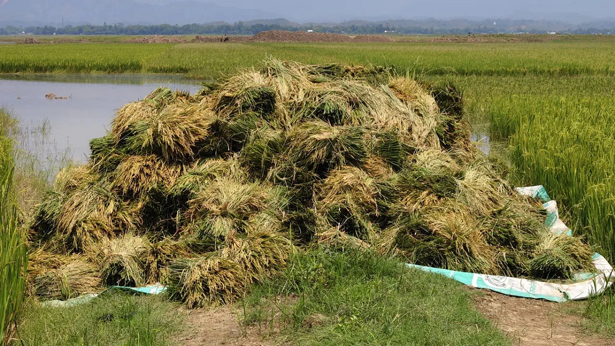 আগাম বন্যার শঙ্কা, পাকা ধান কাটতে বলছে পাউবো