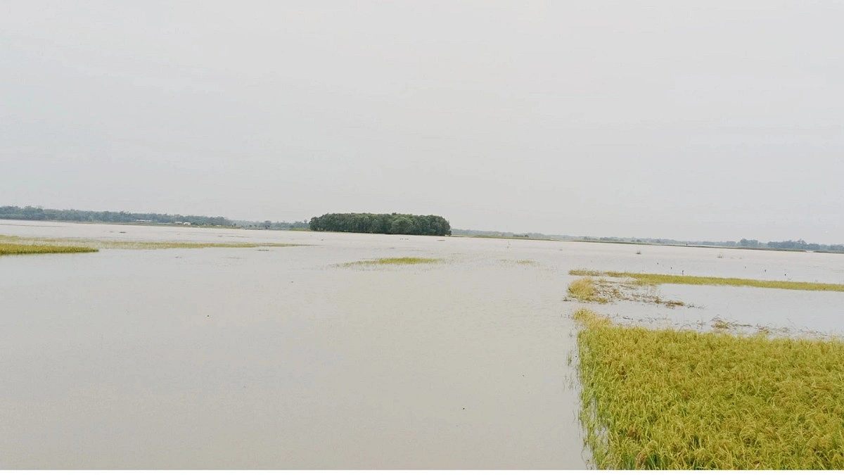 টানা বৃষ্টি ও পাহাড়ি ঢলে কমলগঞ্জে ডুবছে বোরোধান, দিশেহারা কৃষক