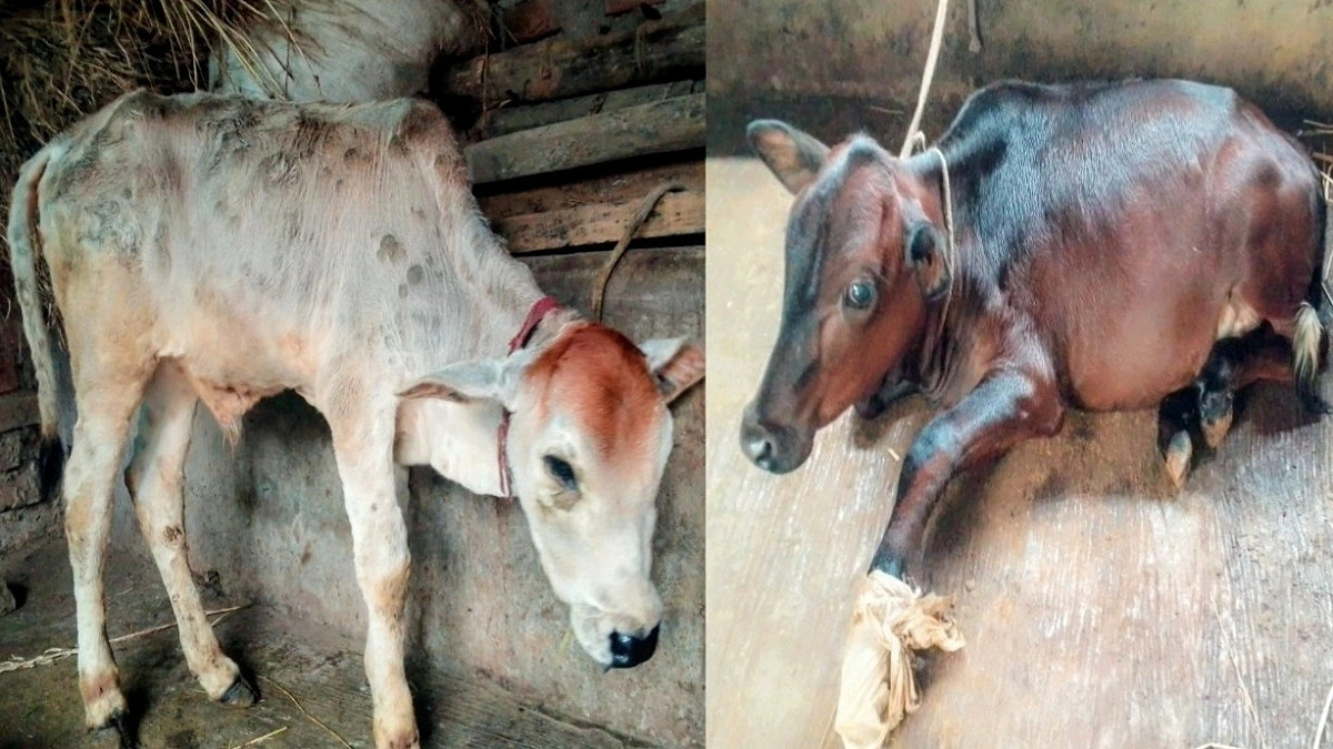 দিনাজপুরে লাম্পি স্কিন রোগের প্রাদুর্ভাব, ক্ষতির মুখে কৃষক