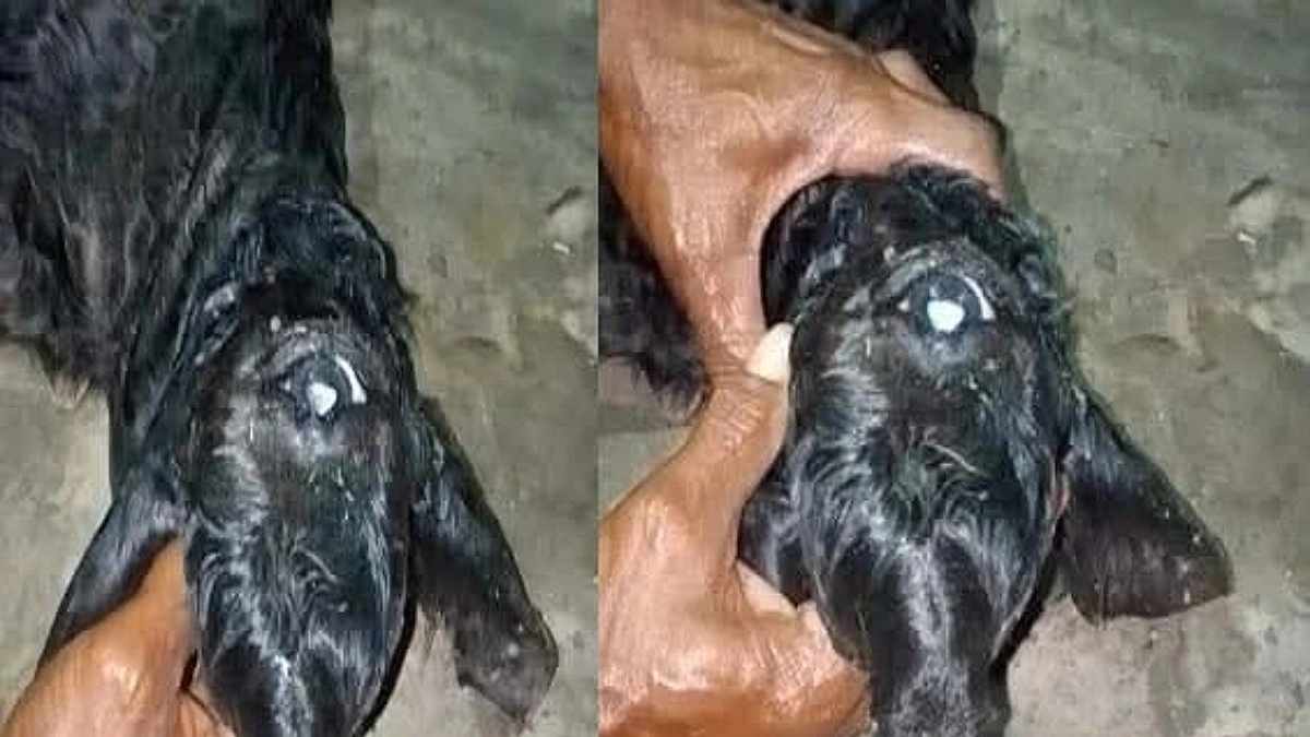 জন্মের কিছুক্ষণ পরেই মারা গেল একচোখের বাছুর
