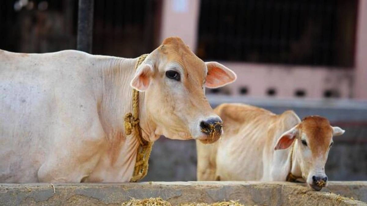 ক্ষমতায় বসেই গরু জবাইয়ে কড়াকড়ি বিজেপির