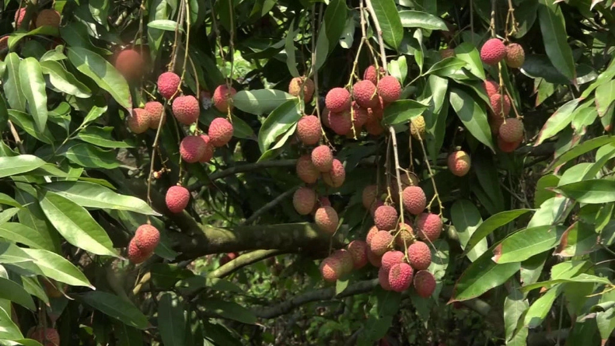 লিচু চাষে দুই ভাইয়ের সাফল্য, লাখ টাকা লাভের আশা