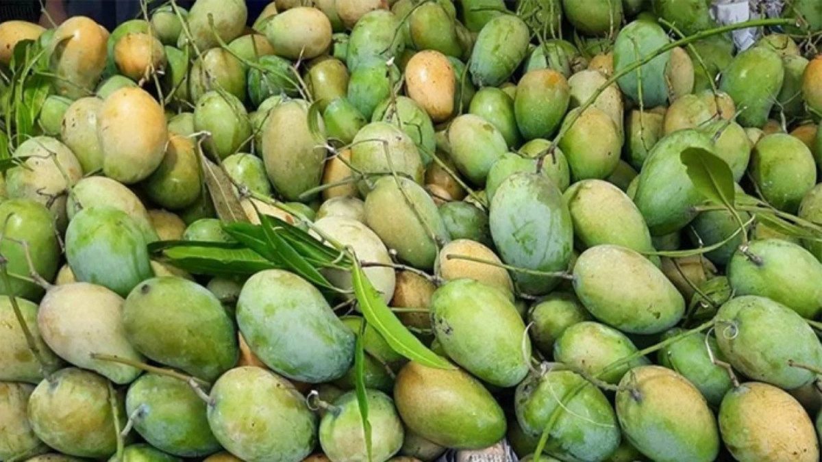 আমের অর্থনীতি পুকুর কেটে নাশ
