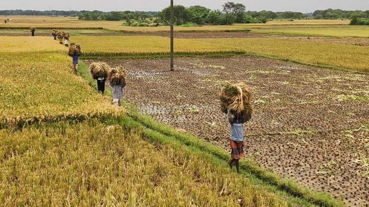 চাষীর মাথায় বোরো ধানের আঁটি