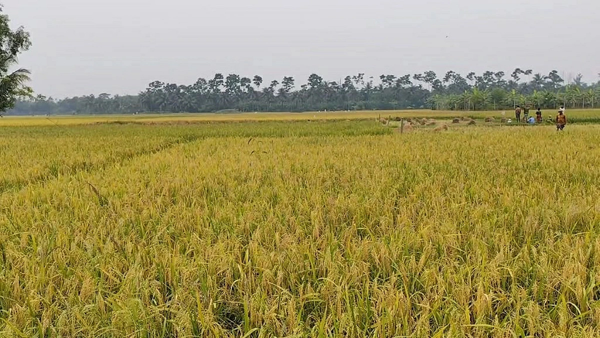 বোরোর বাম্পার ফলনেও কৃষকের কপালে চিন্তার ভাজ