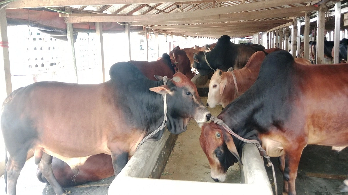 ভারতীয় গরু প্রবেশ নিয়ে দুশ্চিন্তায় খামারিরা