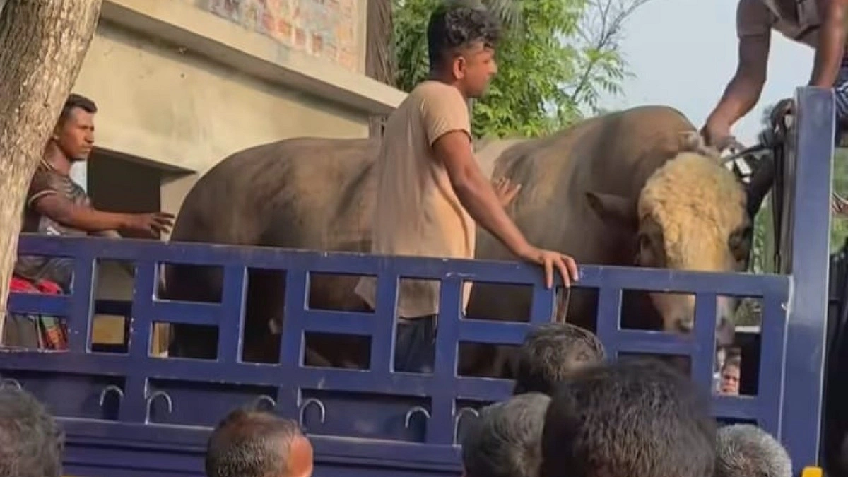 ১৩০০ কেজির সেই ‘নেইমার’  বিক্রি হলো ৮ লাখে