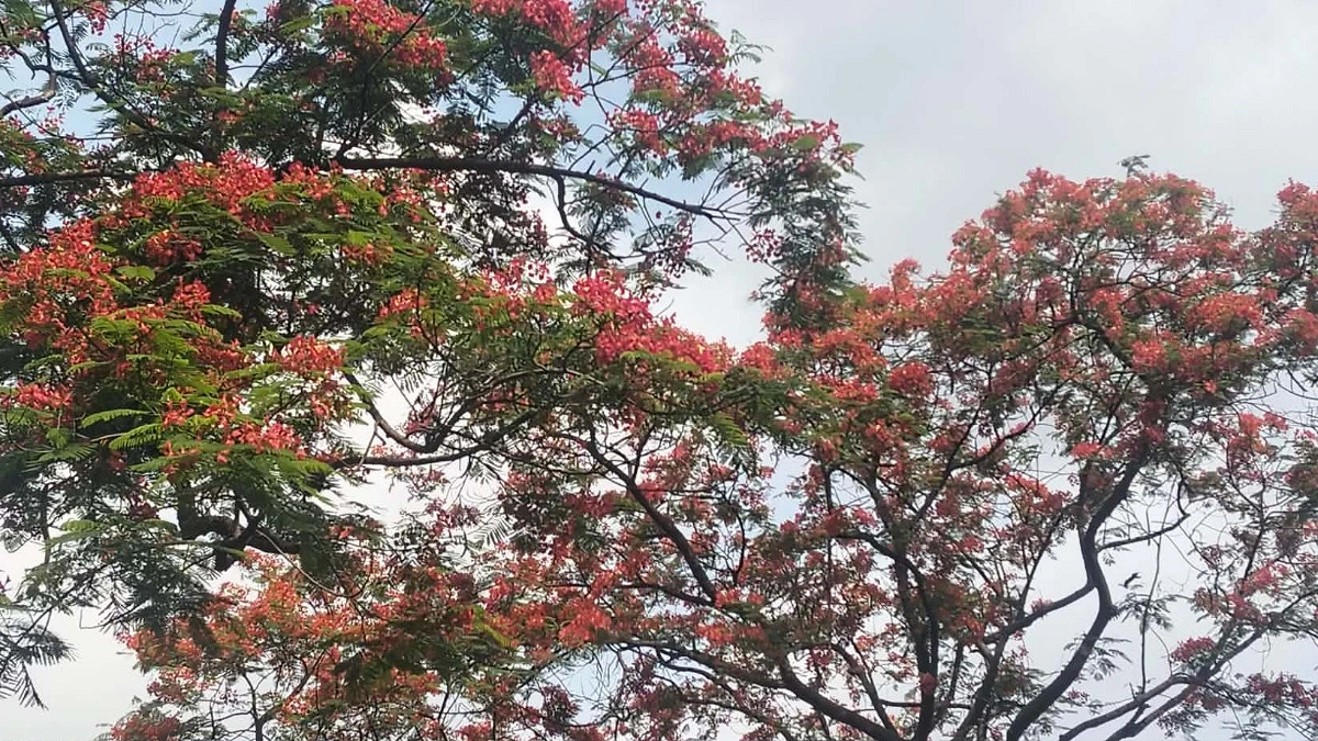 গ্রীষ্মের যত রঙিন ফুল