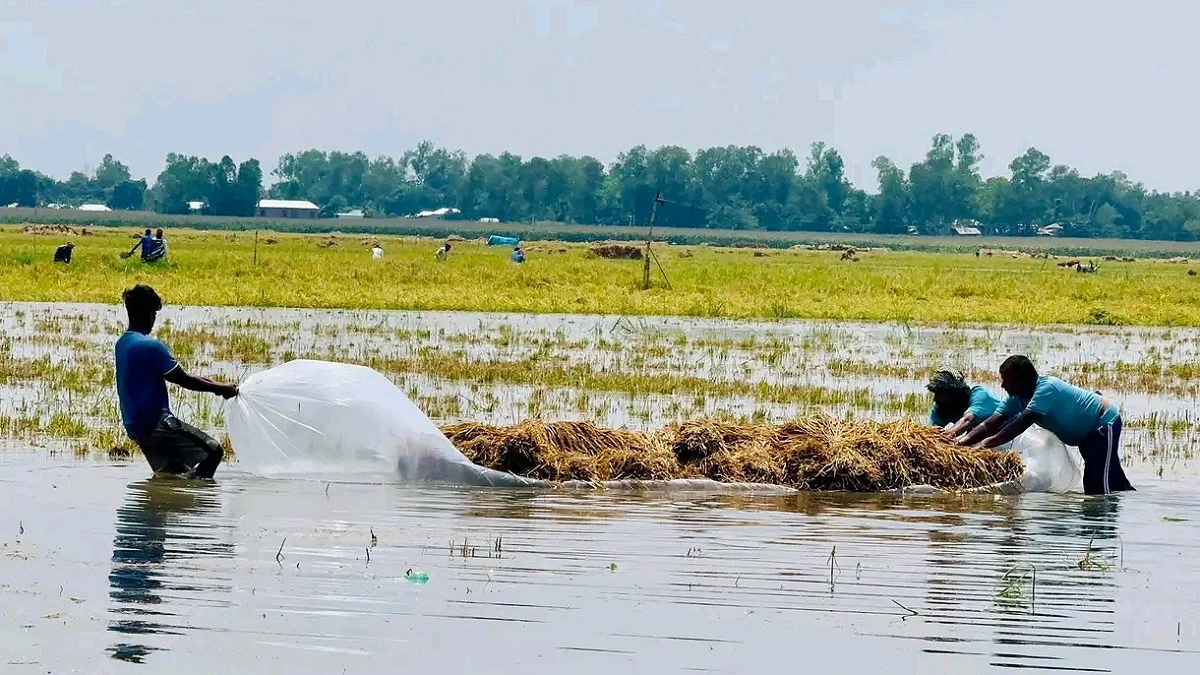 চলনবিলে পলিথিনের ভেলায় ধান পরিবহন