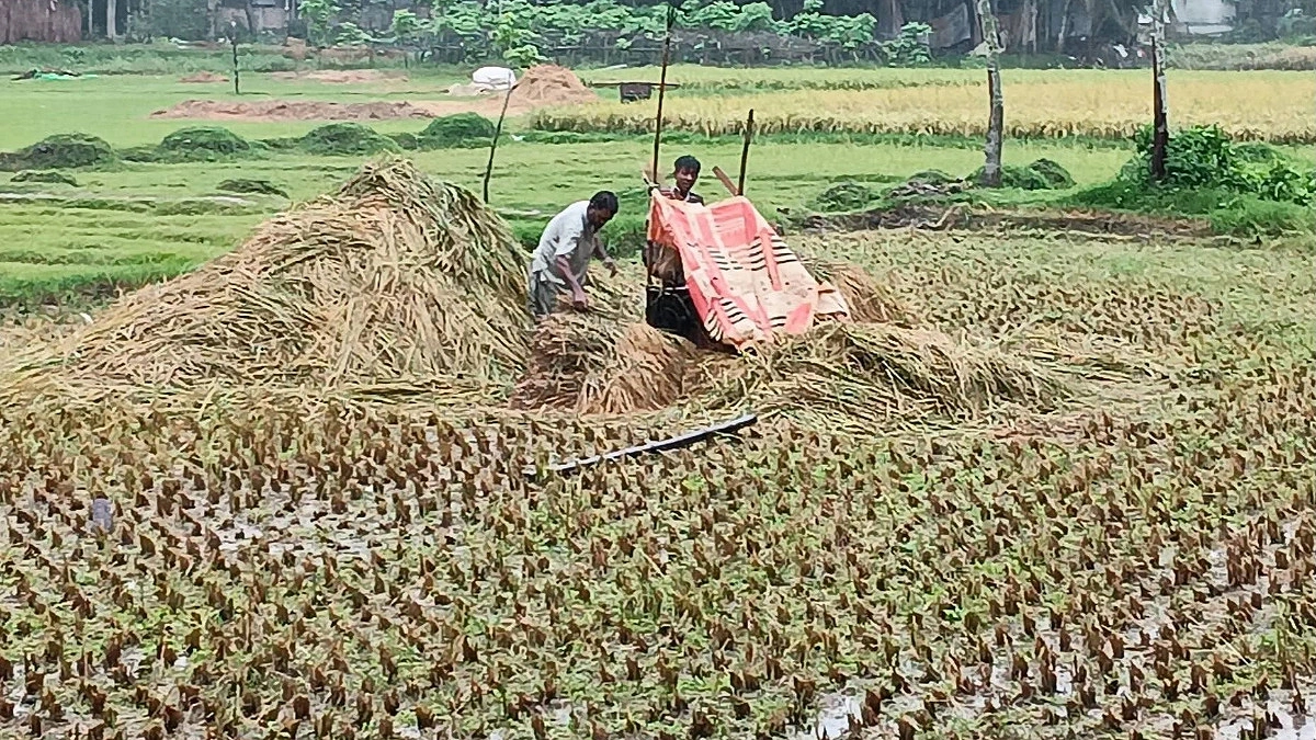 ক্ষতির আশঙ্কায় আধাপাকা ফসলই ঘরে তুলছেন কৃষক