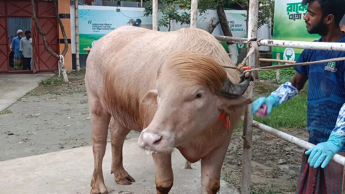 স্বরাষ্ট্রমন্ত্রীর হস্তক্ষেপে কোরবানি হচ্ছে না ‘ডোনাল্ড ট্রাম্প’ নামের মহিষটি