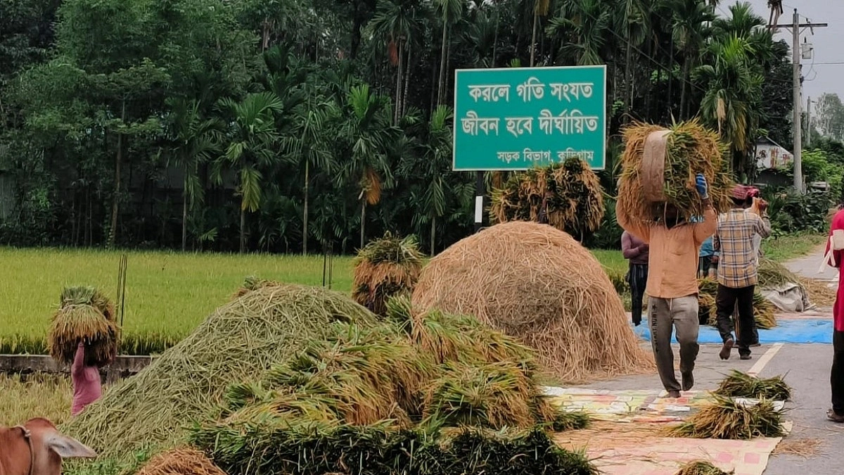 সরকারি মূল‍্যের অর্ধেকে বিক্রি হচ্ছে ধান, ঈদের আমেজ নেই কৃষক পরিবারে