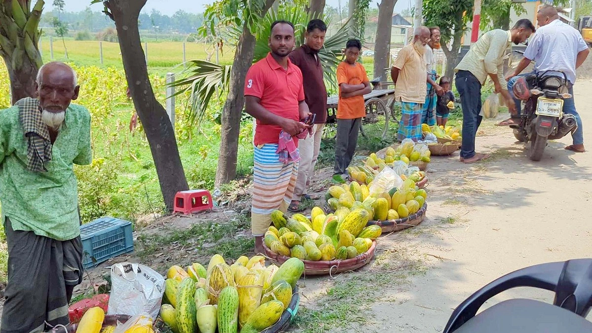 ঘাঘটপারের বাঙ্গিতে মিটছে রংপুরের চাহিদা