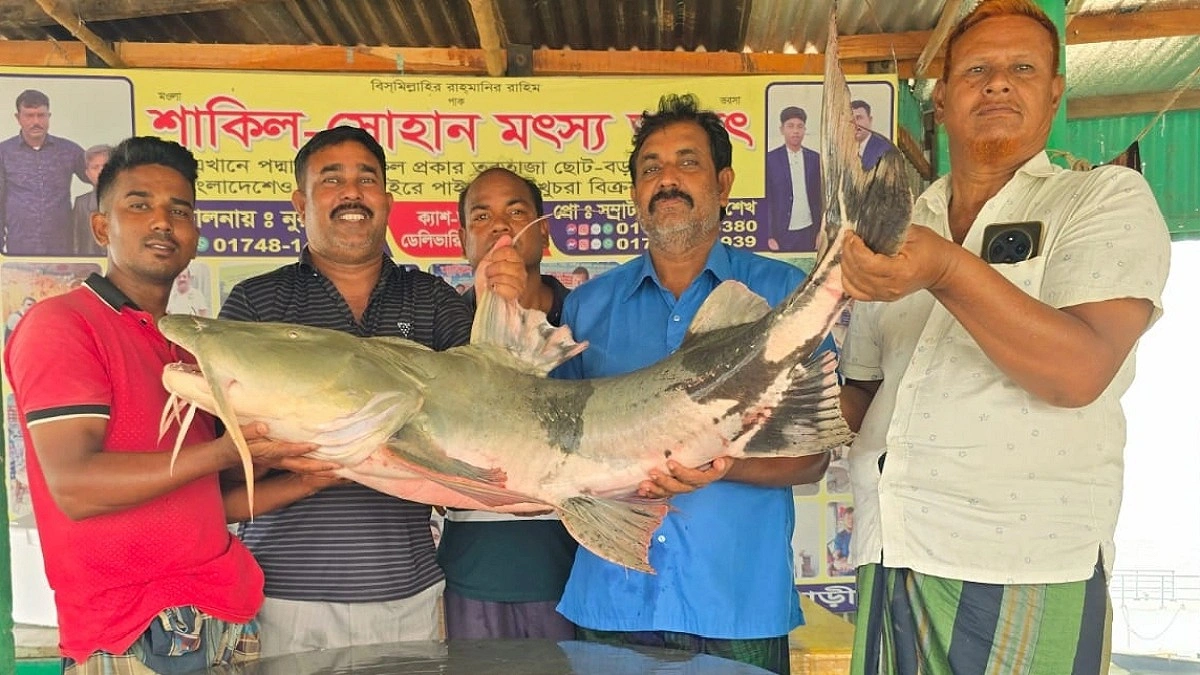 পদ্মায় জেলের জালে ৩৫ কেজির বাঘাইড়, বিক্রি ৬৬ হাজারে