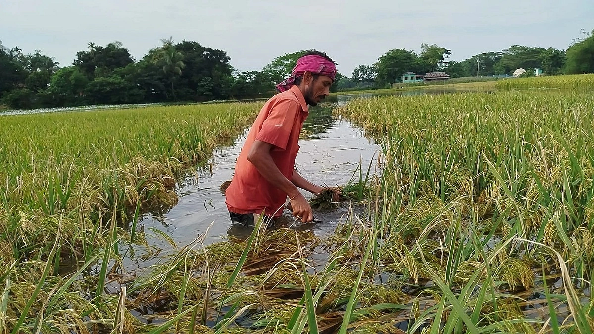 খাল ভরাট করে মাছের ঘের, ডুবছে ২০ একর জমির পাকা ধান