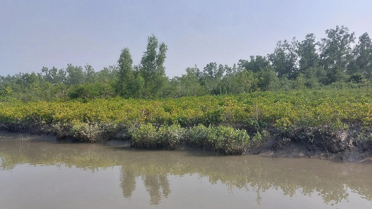 মামলা আতঙ্ক আর জীবিকা সংকটে উপকূলের বনজীবীরা