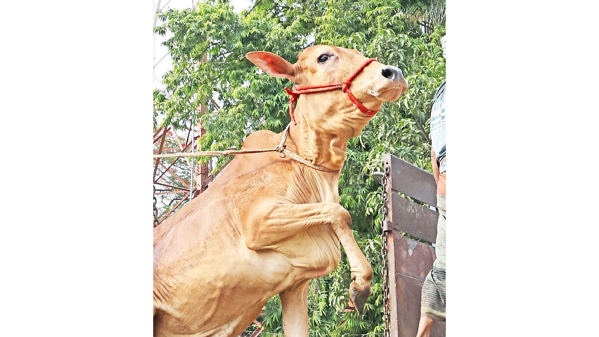 হাটের পথে