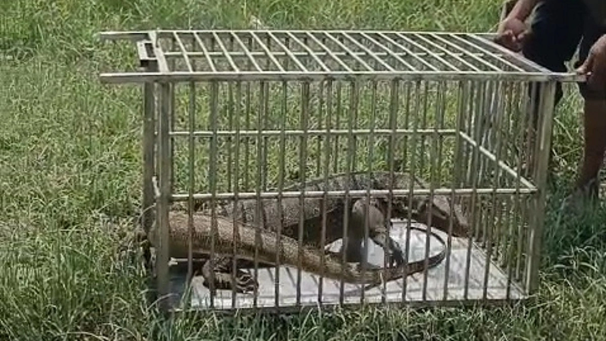 ভোলায় উদ্ধার হওয়া বিরল প্রজাতির গুইসাপ অবমুক্ত