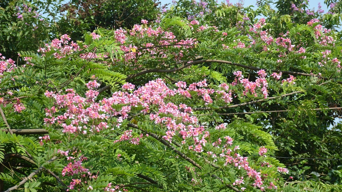 রঙ যার গোলাপি, নাম তার লাল