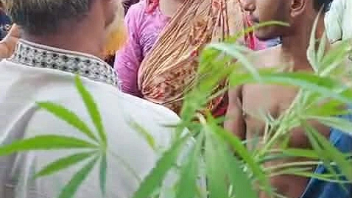 বাড়ির আঙিনায় গাঁজা চাষ করত কিশোর!