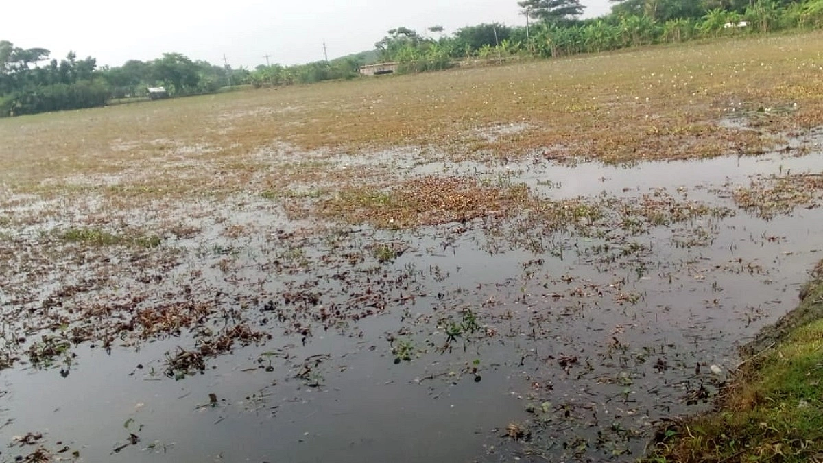 চরফ্যাশনে টানা বৃষ্টিতে জলাবদ্ধতায় ডুবছে শত কৃষকের স্বপ্ন