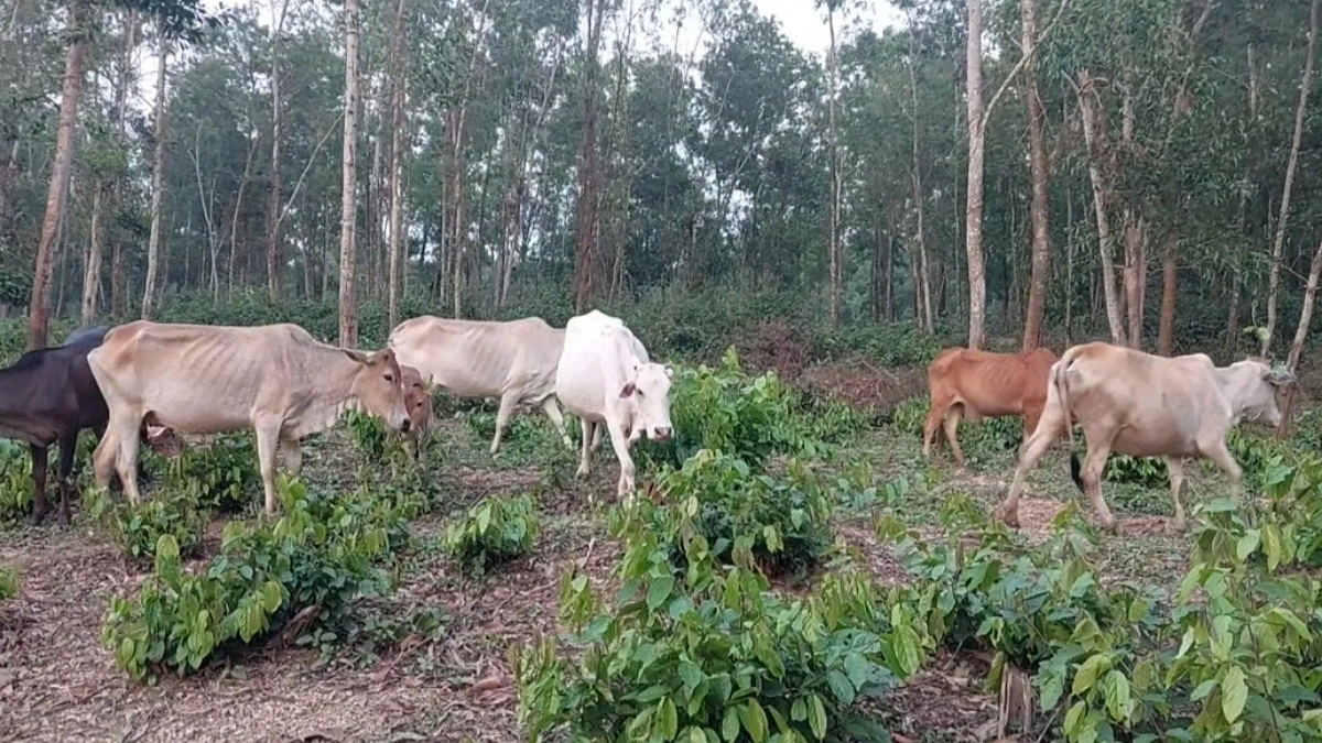 কোরবানির হাটে গারো পাহাড়ের গরু!