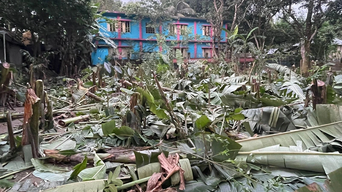 চিরিরবন্দরে কৃষকের ৩০০ গাছ কেটে ফেলার অভিযোগ