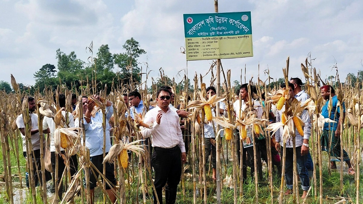 ধানের বিকল্প হয়ে ওঠছে হাইব্রিড ভুট্টা, হাসি ফিরছে কৃষকের মুখে