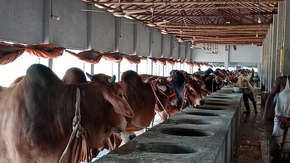 ঈদ সামনে, জমে ওঠছে শিবচরের পশুর খামার