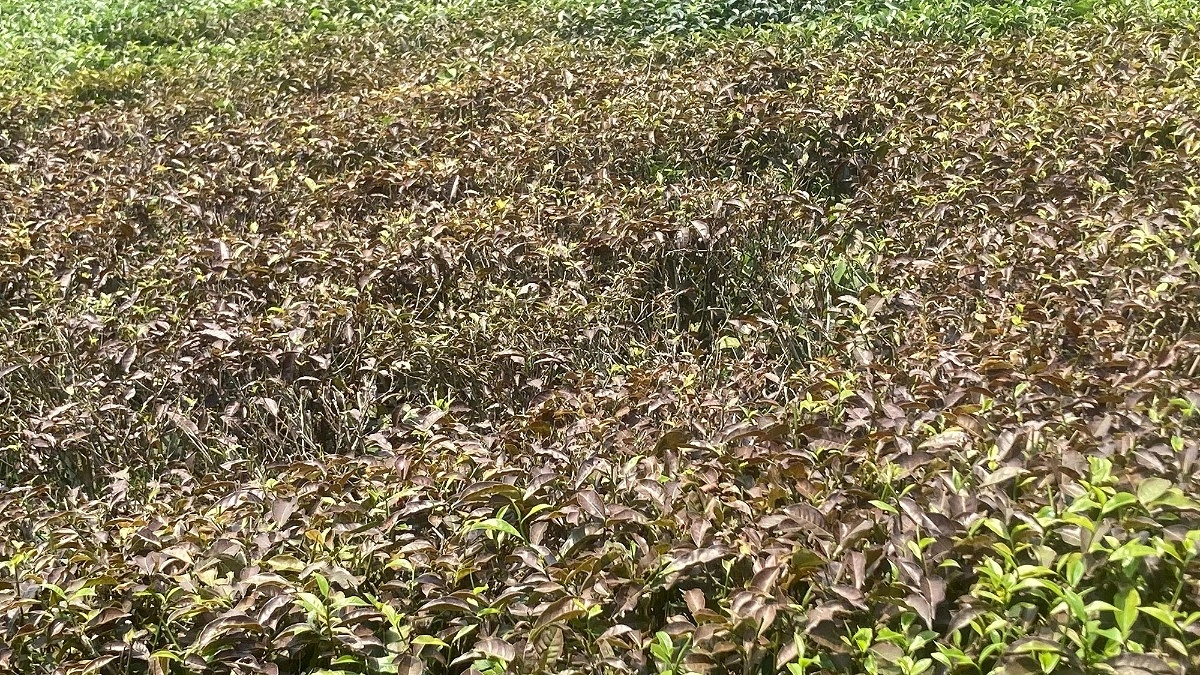 লাল মাকড়শা ও লোডশেডিংয়ে সংকটে চা শিল্প