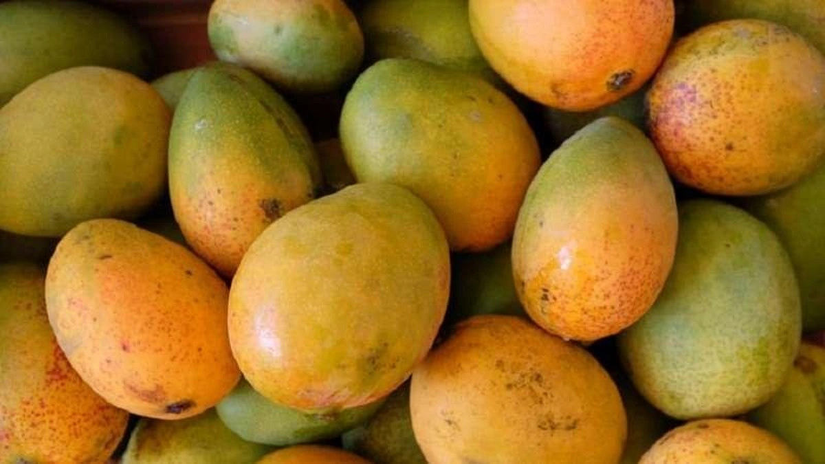 তৃপ্তি করে আম খাচ্ছিলেন শহিদুল, মুহূর্তের অসাবধানতায় সব শেষ