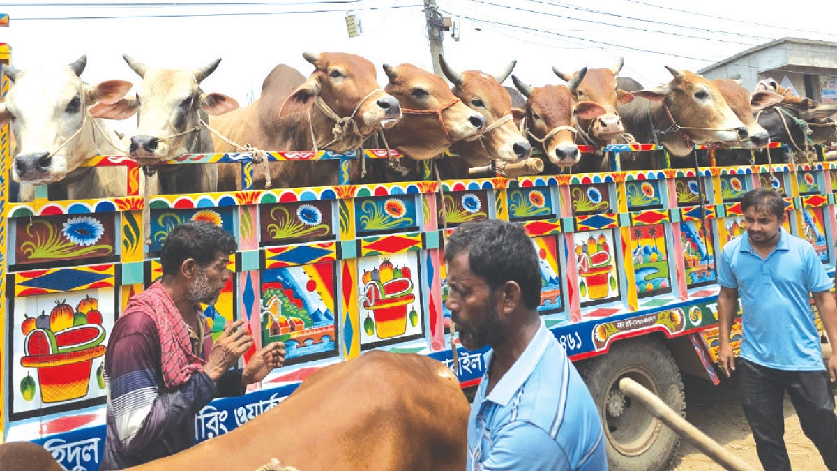 রাজশাহীতে ভারতীয় গরুর দাপট