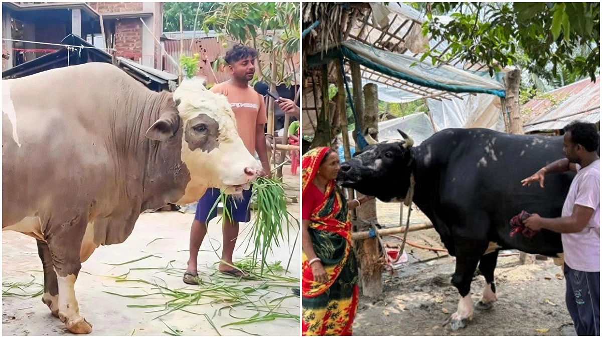 ডাকলেই সাড়া দেয় ‘ঠান্ডা ভোলা’, আলোচনায় দড়িহীন নেইমার