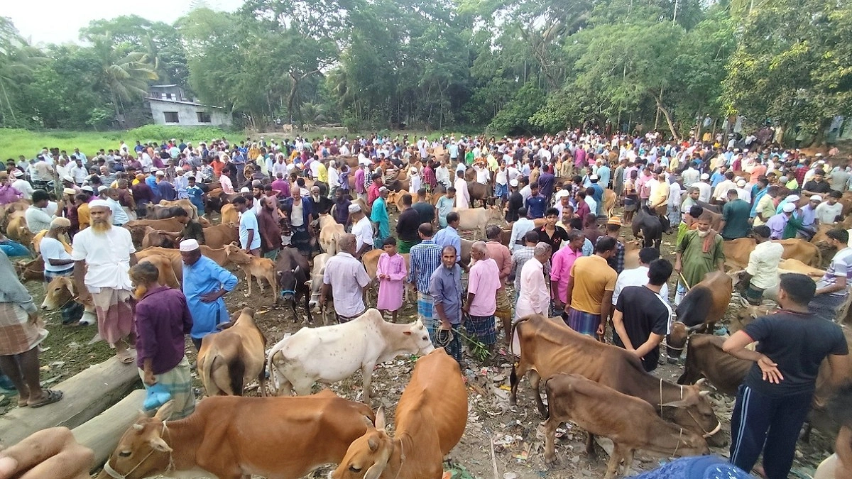 জমে উঠেছে দশমিনার পশুর হাট, বাড়ছে ক্রেতা-বিক্রেতার ভিড়