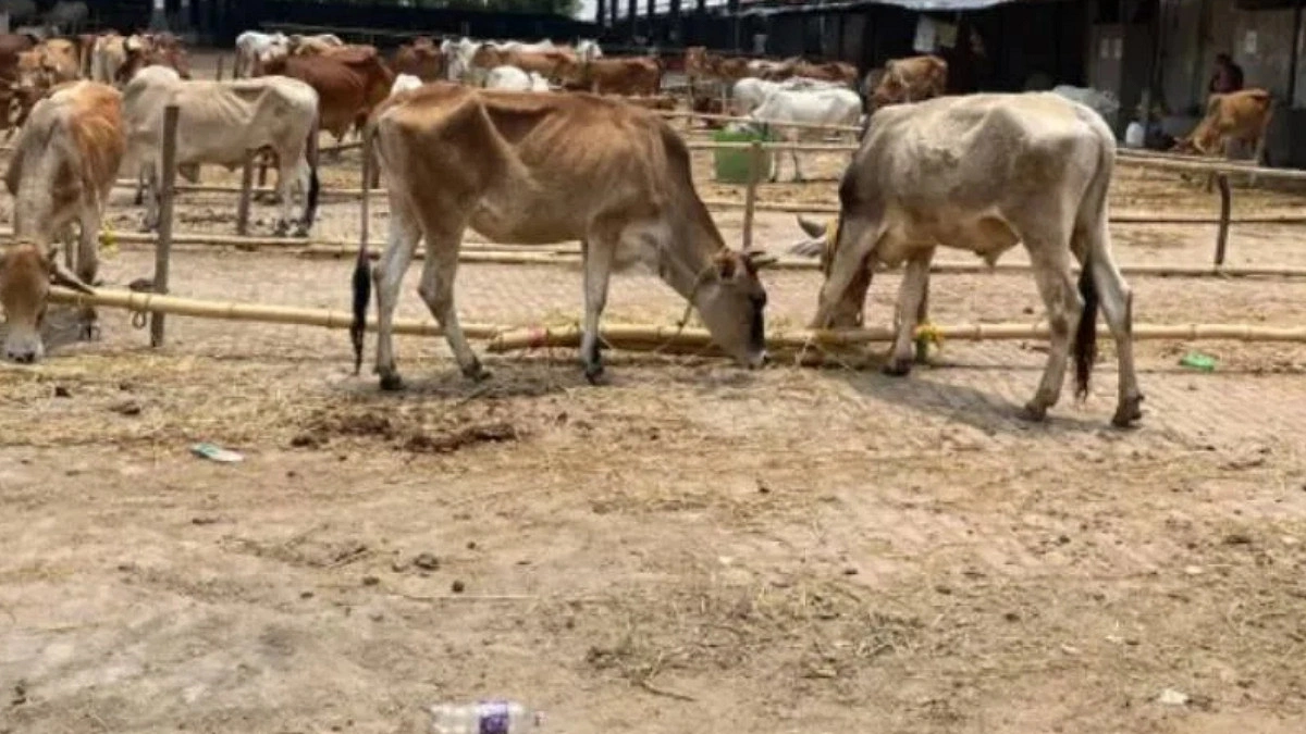 পশ্চিমবঙ্গে ক্রেতাশূন্য গরুর হাট