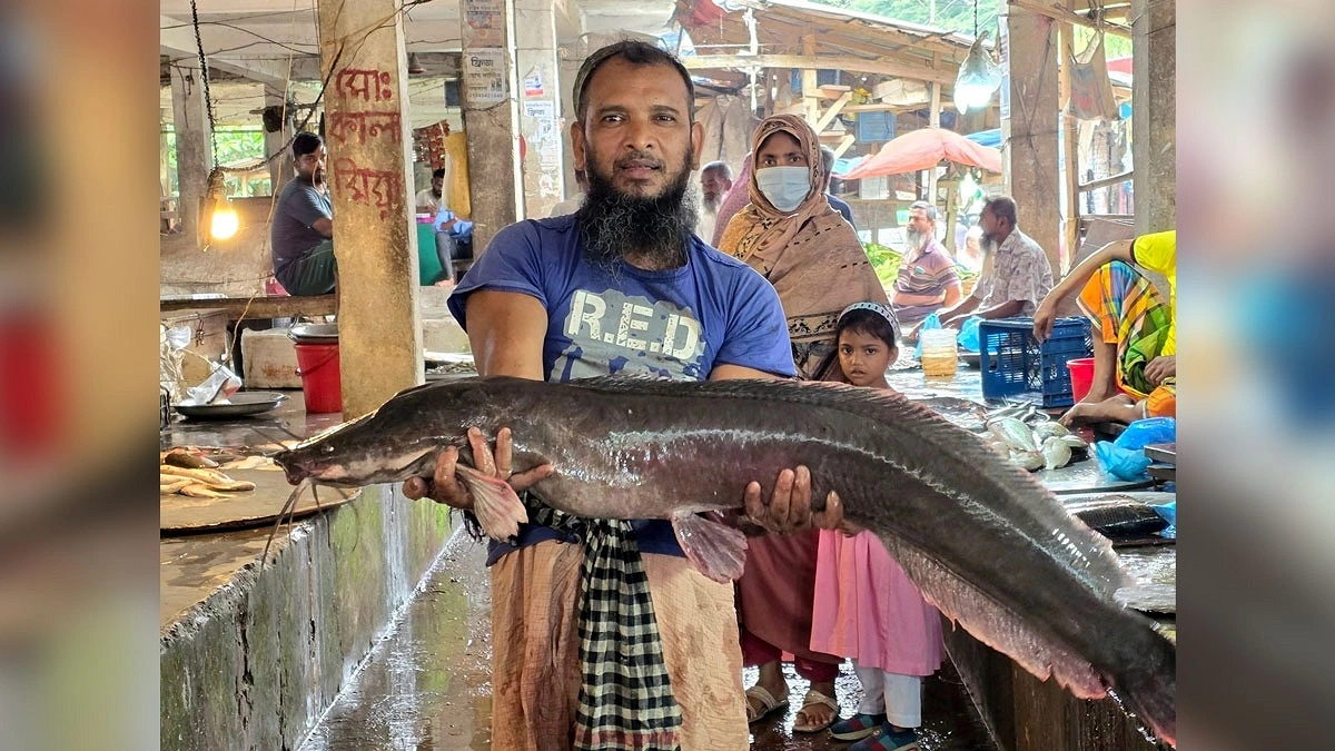 ১৩ কেজির মাগুর দেখতে বাজারে ভিড়