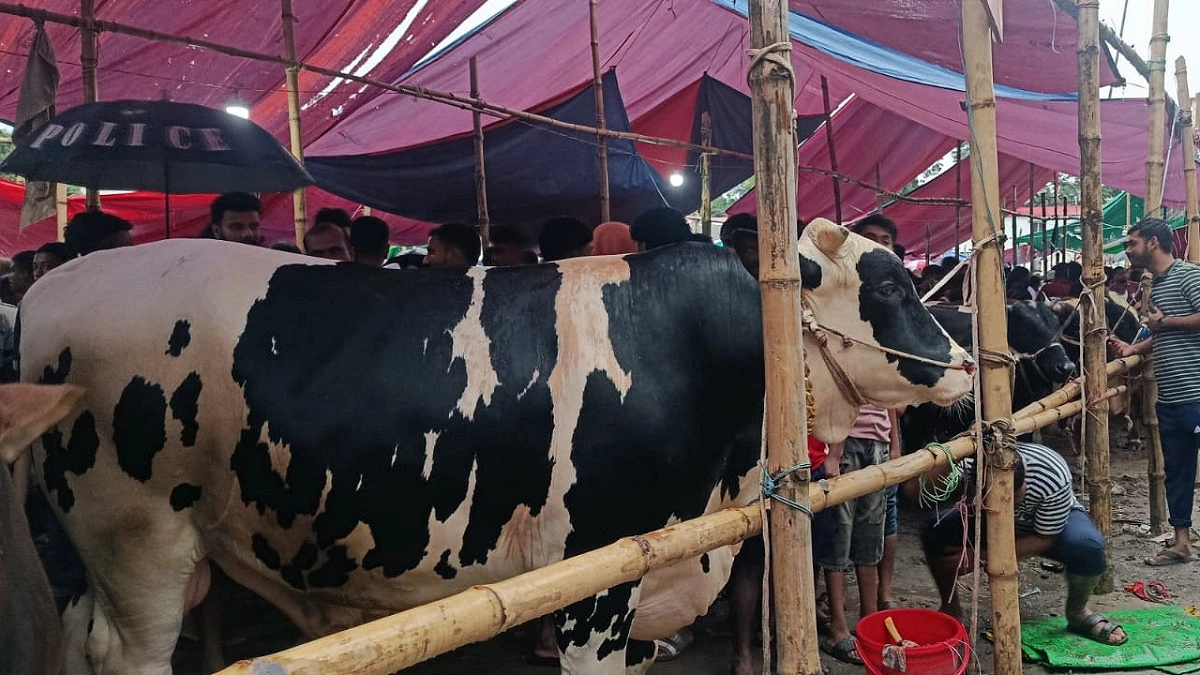 হাট মাতাচ্ছে ‘মুসাফির’, ৫ লাখ টাকার ষাঁড়কে ঘিরে ক্রেতাদের ভিড়