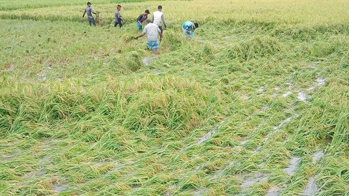 টানা বৃষ্টিতে ডুবেছে পার্বতীপুরের ৪০ হেক্টর জমির পাকা ধান