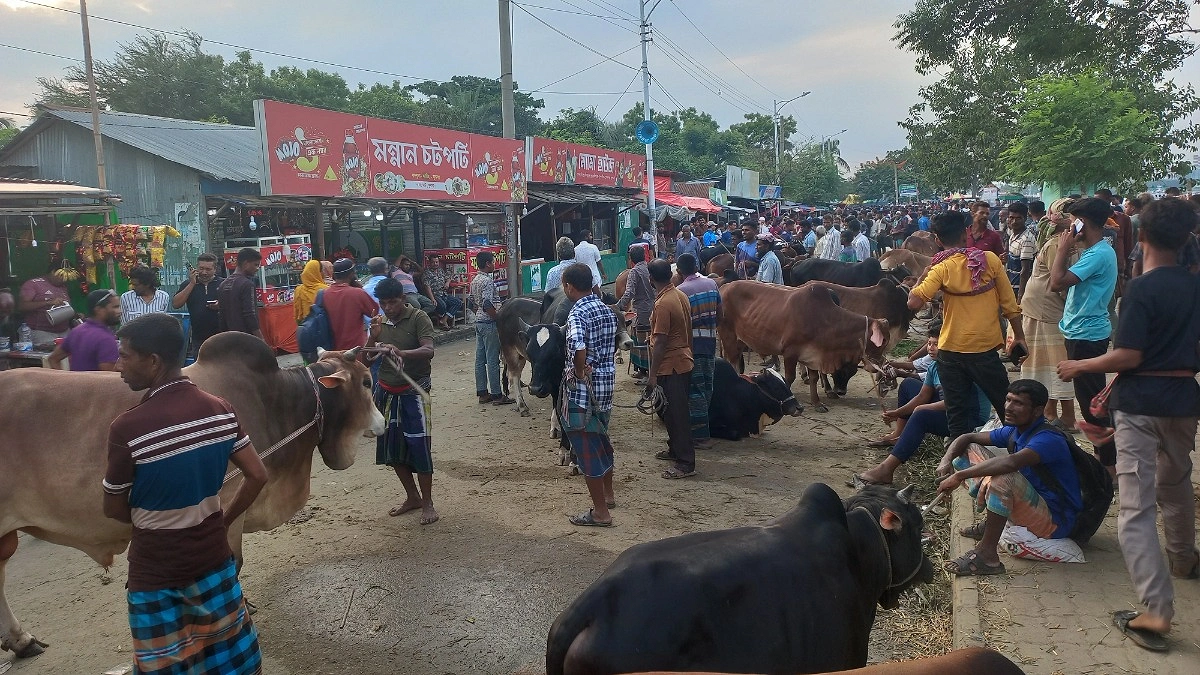 সাত দিনে এক পশুর হাট থেকেই ২ কোটি ১৫ লাখ হাসিল আয় করল কেসিসি