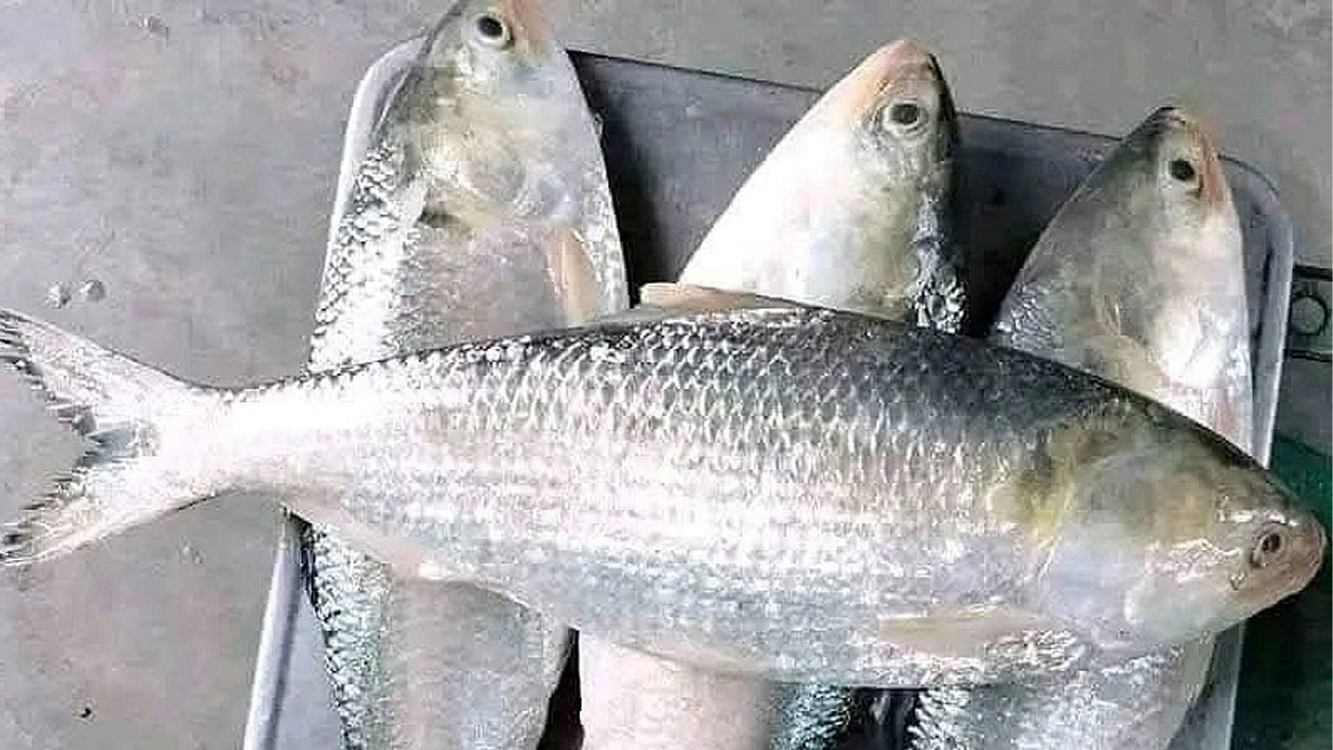 ভোলার মেঘনা-তেঁতুলিয়া নদীতে মিলছে না কাঙ্ক্ষিত ইলিশ