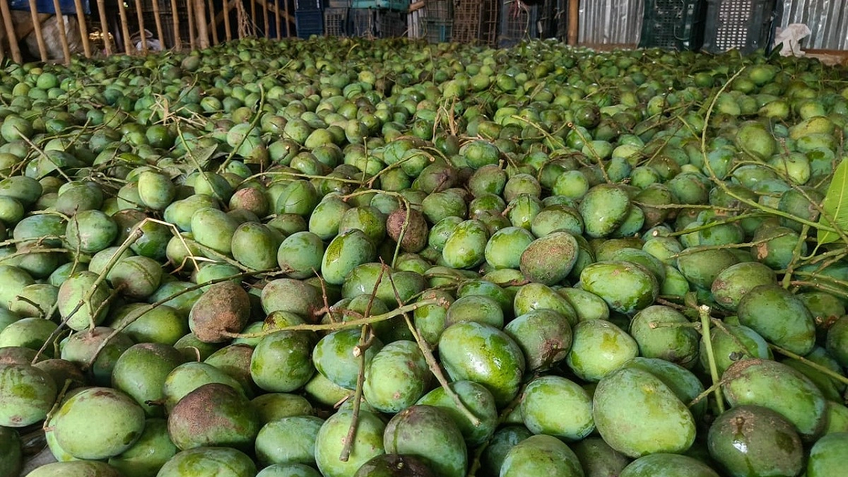 খরতাপে জমে উঠেছে জীবননগরের আমের বাজার