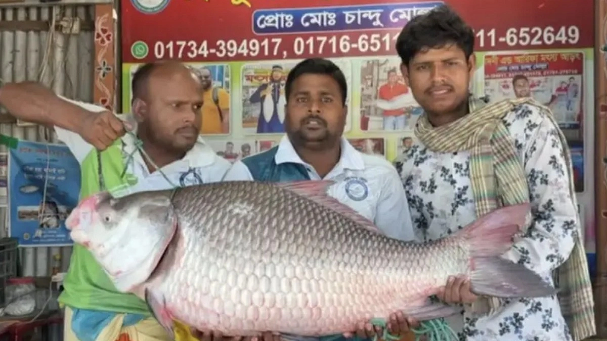 পদ্মায় ধরা পড়ল ২৫ কেজির কাতলা, বিক্রি ৬০ হাজারে