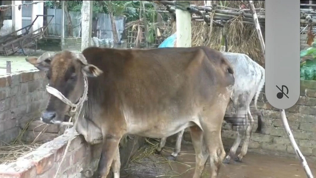 কুড়িগ্রামে খুরা রোগে ৯ গরুর মৃত্যু, আক্রান্ত আড়াই শতাধিক