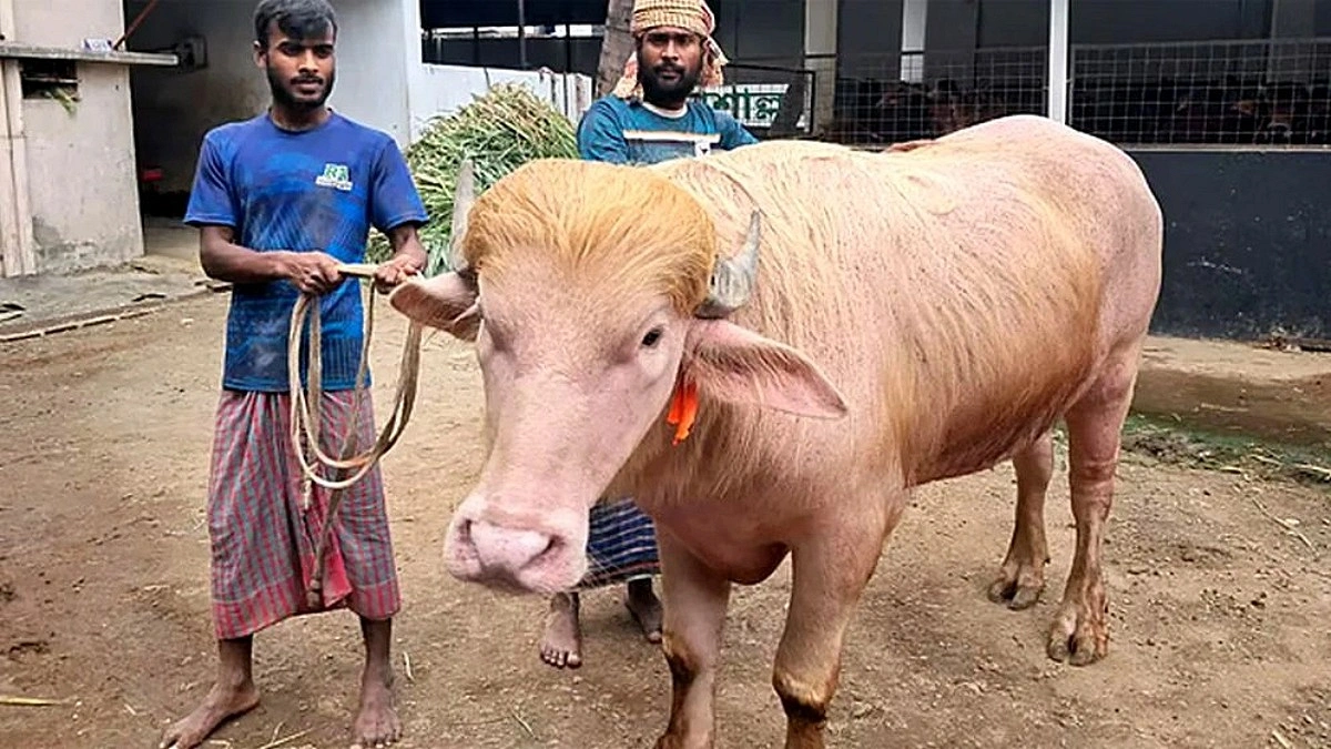 ঈদ বাজারে সোনালি লোমে আলোচনায় ‘ডোনাল্ড ট্রাম্প’ মহিষ