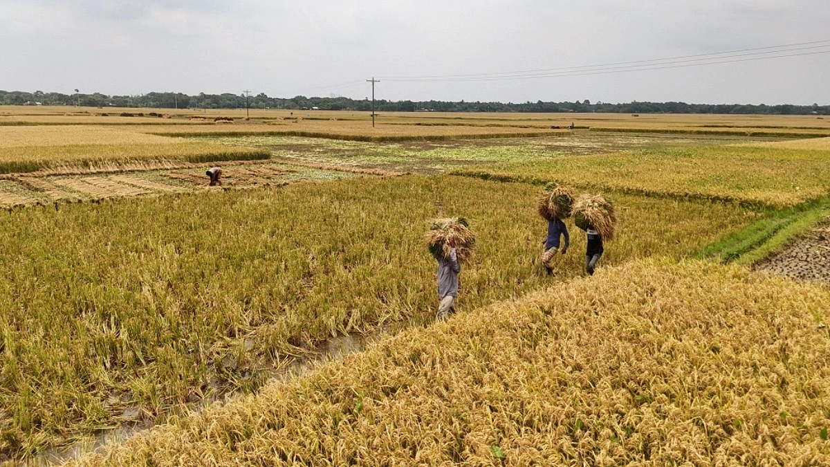 আইল ধরে বাড়ি ফিরছেন কৃষকেরা