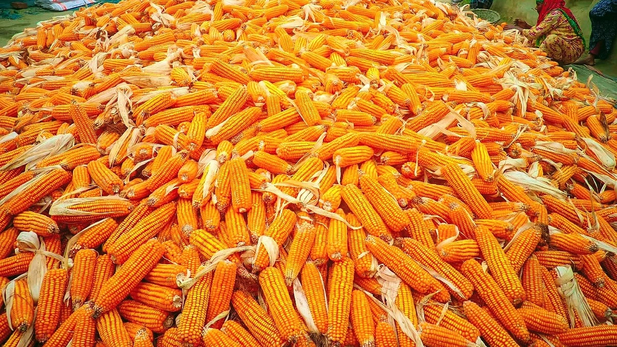 আলুতে লোকসান, ভুট্টায় হাসছেন কৃষক