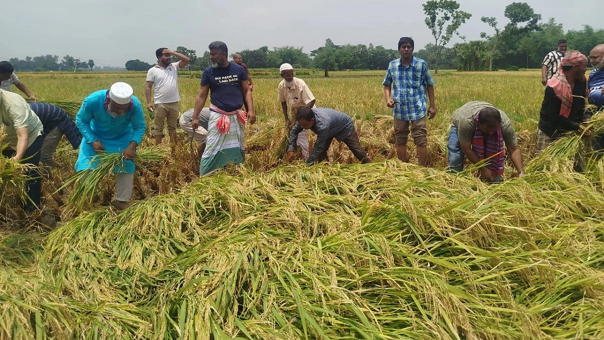 কৃষকের ধান কেটে ঘরে তুলে দিলেন এমপি বাবুল