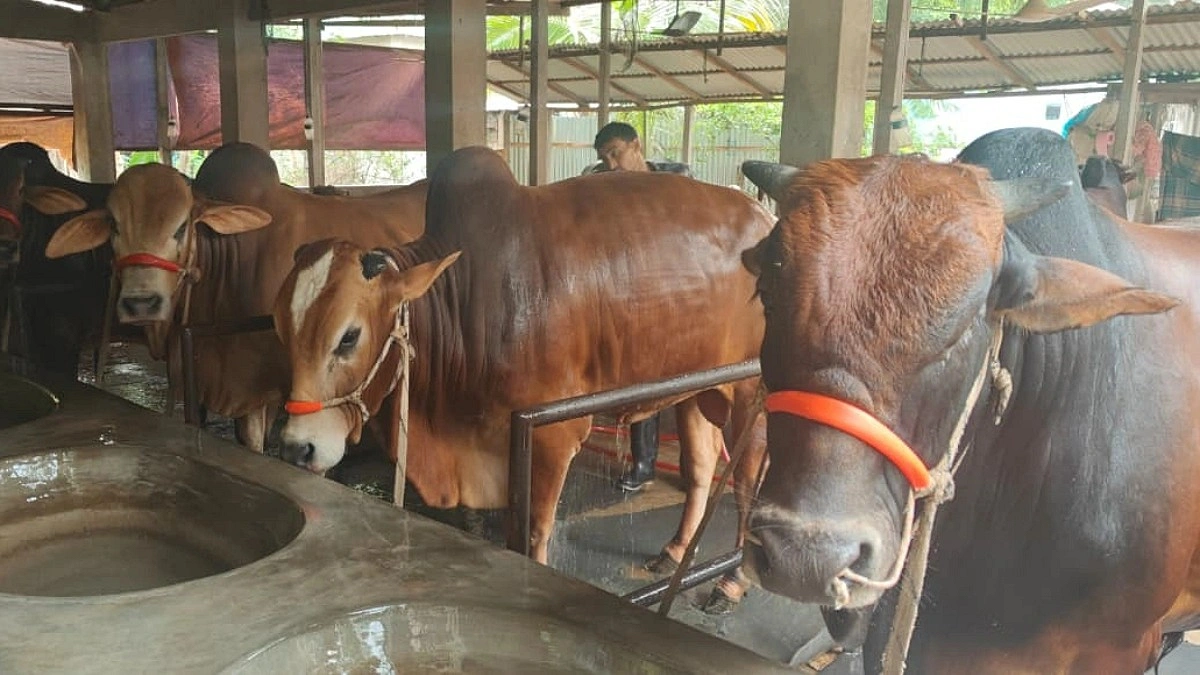 গাজীপুরে কোরবানির পশুর ঘাটতি ২৯ হাজার, ভরসা বাইরের জেলায়