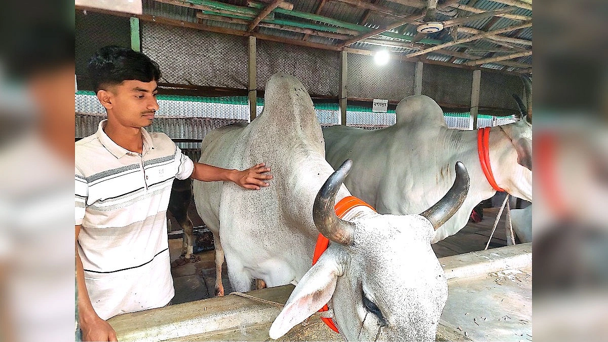 কোরবানির গরুতে লাভের হিসাব নিয়ে হিমশিম প্রান্তিক খামারিরা